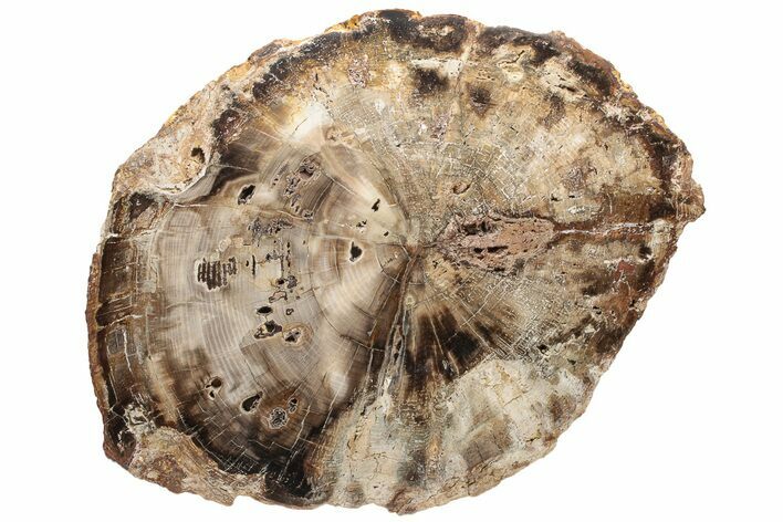 Stunning, Petrified Wood Round - North Ankara, Turkey #225757